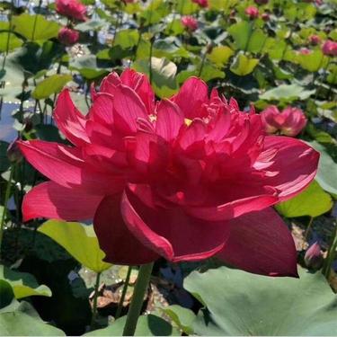 星火诗社九十二期梁同余个人专辑《百花争艳,百韵同辉》(图149)