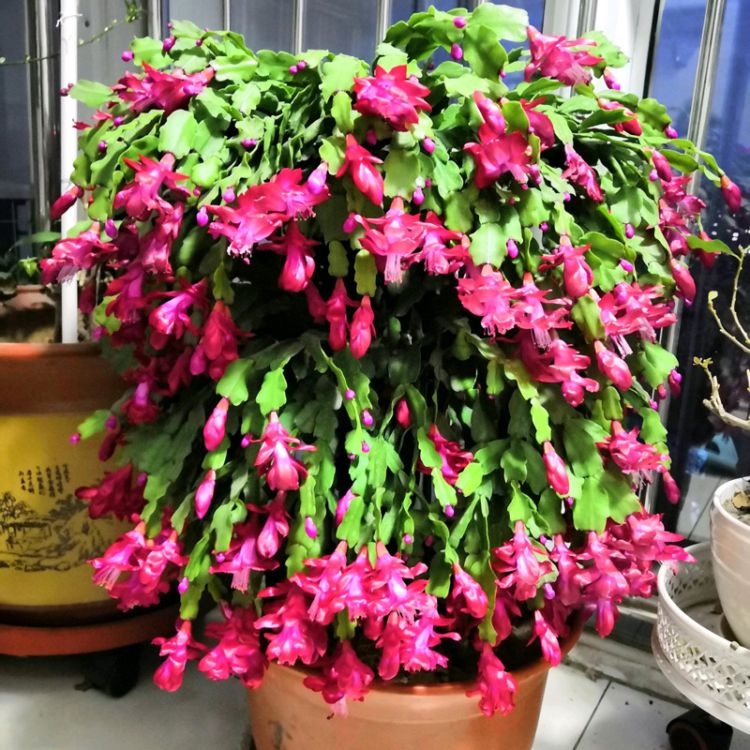 星火诗社九十二期梁同余个人专辑《百花争艳,百韵同辉》(图155)