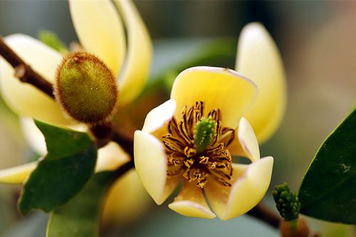 星火诗社九十二期梁同余个人专辑《百花争艳,百韵同辉》(图159)