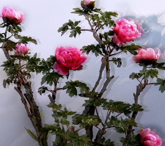 星火诗社九十二期梁同余个人专辑《百花争艳,百韵同辉》(图165)