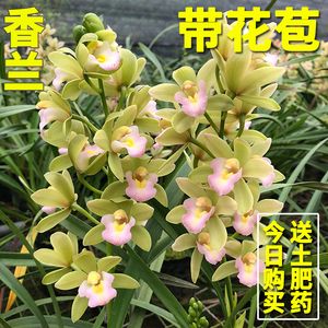 星火诗社九十二期梁同余个人专辑《百花争艳,百韵同辉》(图163)