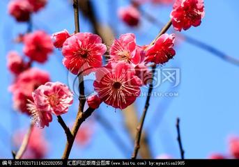 星火诗社九十二期梁同余个人专辑《百花争艳,百韵同辉》(图171)