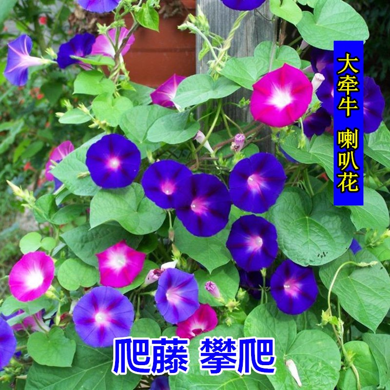 星火诗社九十二期梁同余个人专辑《百花争艳,百韵同辉》(图199)