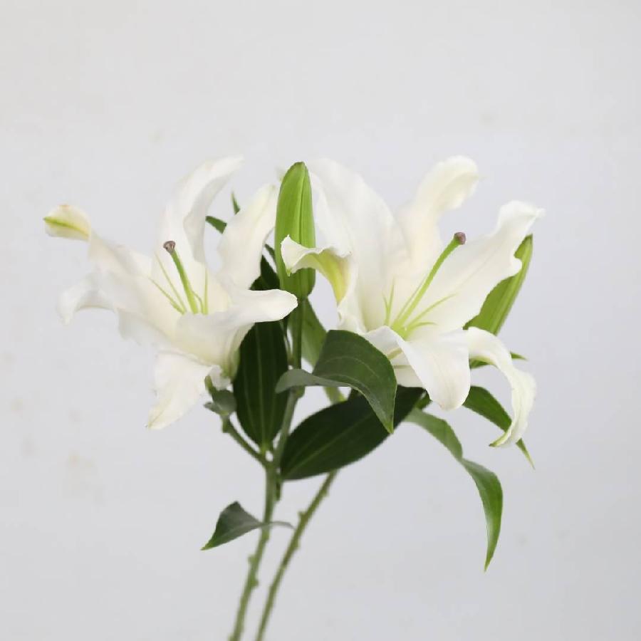 星火诗社九十二期梁同余个人专辑《百花争艳,百韵同辉》(图213)