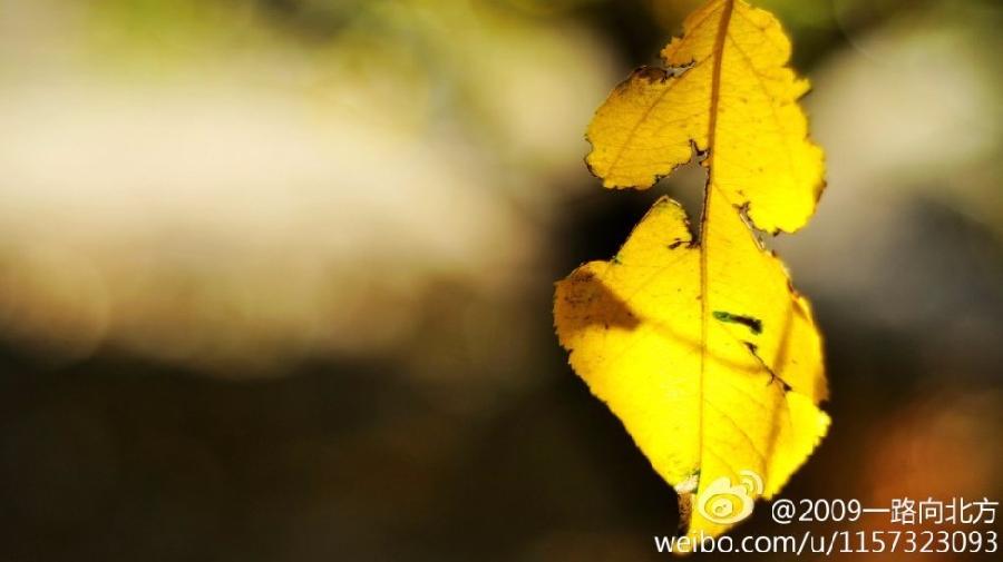 《秋天的情话》作者:大浪淘沙(河南)【诵读:金牌主播:知语】【桃源国际诗歌】[桃源♬ 馨声]（图8）