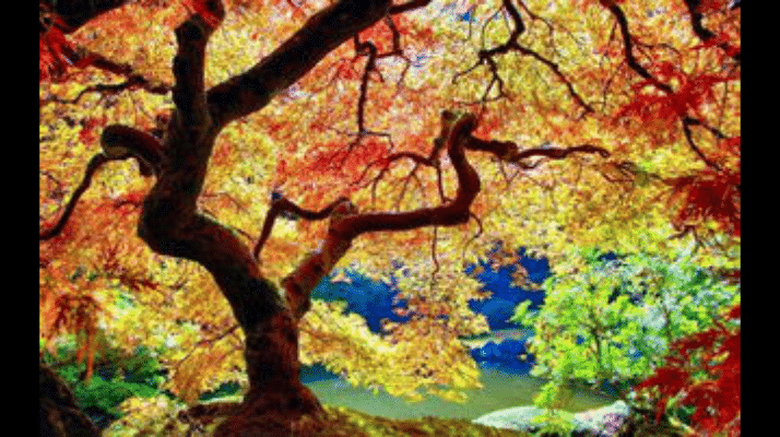 【中国长江文学社】有声文学平台《契丹人的秋天》作者/黄金鑫 诵读/沙漠胡杨制作/宋梅【第4282期】（图2）