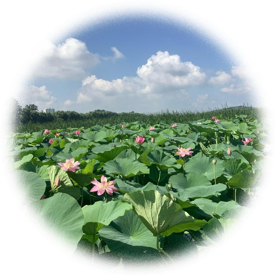 李振汉:日映荷花红靥笑 风吹岸柳绿丝扬(图11)
