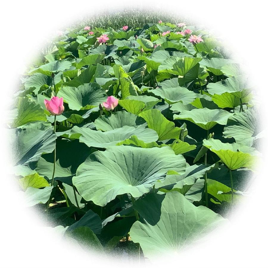 李振汉:日映荷花红靥笑 风吹岸柳绿丝扬(图18)