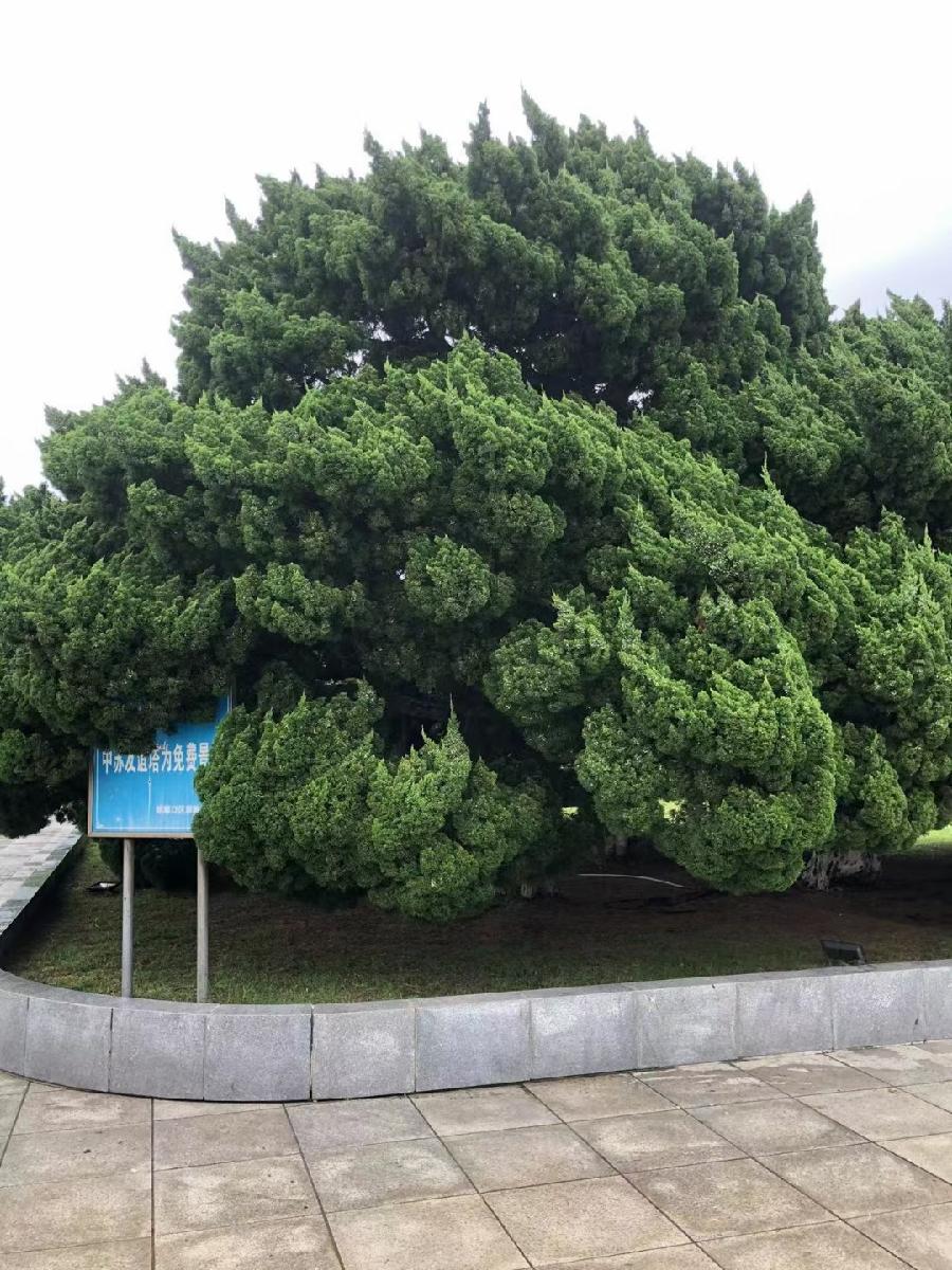王文芝:大连之旅（图11）