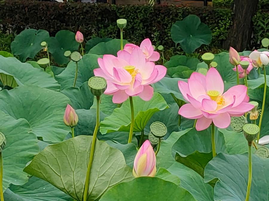 沁园春巜金珠花海》作者孙秀兰