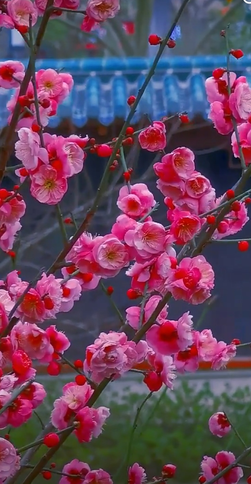 【佳作分享】灯火阑珊（四川）《撰绘诗画》（原创）请欣赏（图11）