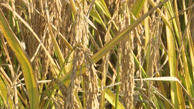 162400144.gif t01ea9247231d884715.gif