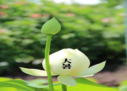 七律——大暑天气/文/赖剑平