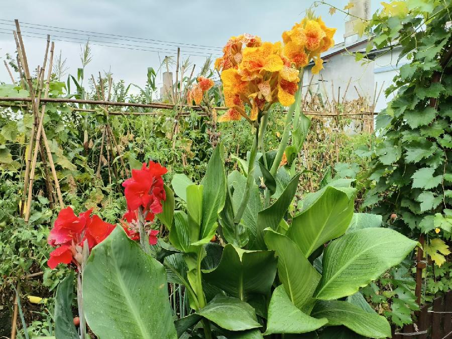 孙君:心中若有桃花源,闲庭亦是水云间!(图4)