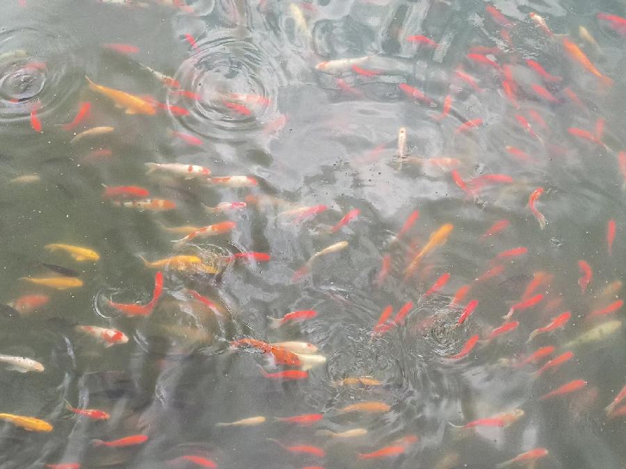 孙君:心中若有桃花源,闲庭亦是水云间!(图15)