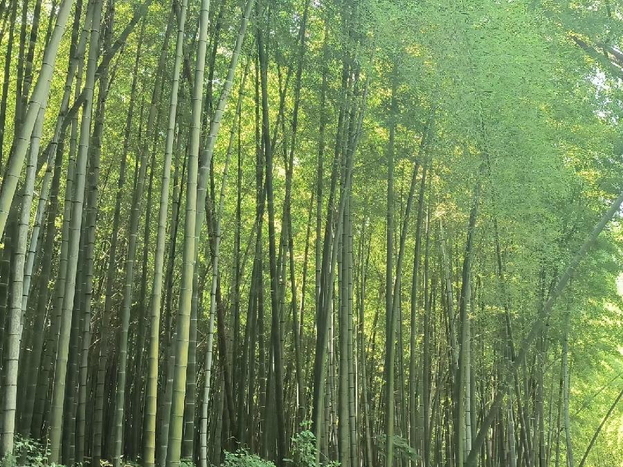 孙君:心中若有桃花源,闲庭亦是水云间!(图29)