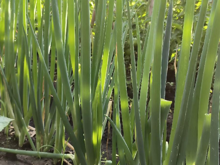 孙君:心中若有桃花源,闲庭亦是水云间!(图37)