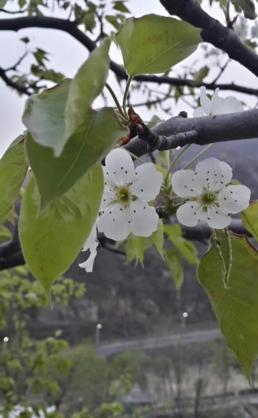 于占友:题图诗十四首(图29)