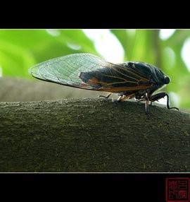 《最后一声蝉鸣》作者:褚向平【诵读:金牌主播:玫瑰心】【桃源国际诗歌集团】[桃源♬ 馨声]（图5）