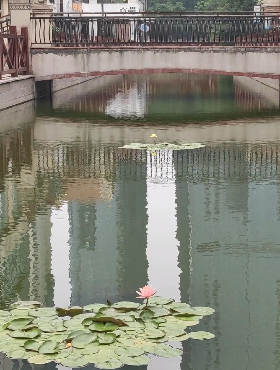 宝龙水系街睡莲 原作/梁立锋（图3）