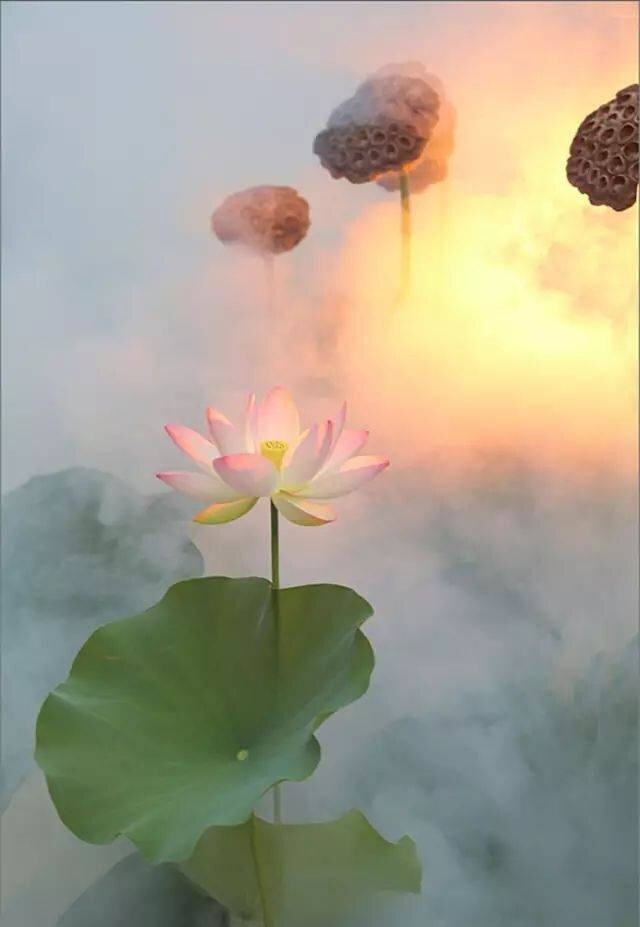 刘林丽诗歌作品182《等你于时光深处》 朗诵/编辑制作刘林丽(图8)