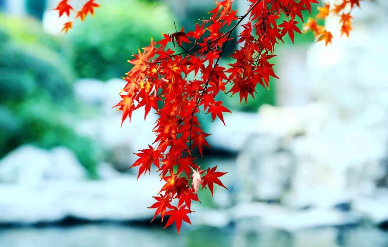 散文诗：写在初秋/李守春（图2）