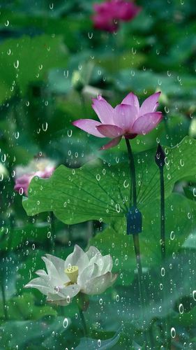 七绝二首 夏雨 文/安静（山东）
