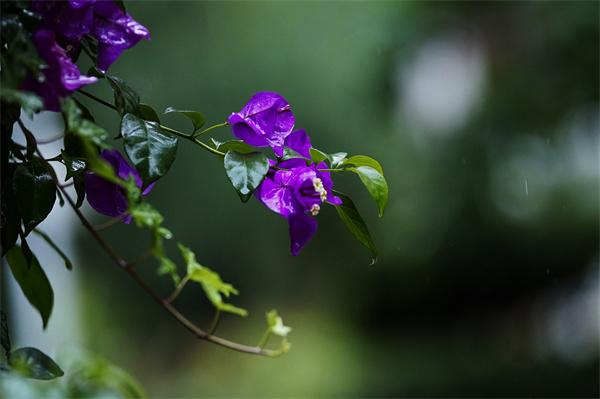七绝二首 夏雨 文/安静（山东）（图2）