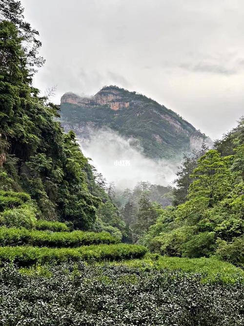 七律-武夷岩茶颂 诗 || 吕志学（图2）