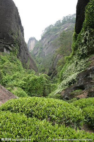 七律-武夷岩茶颂 诗 || 吕志学（图3）