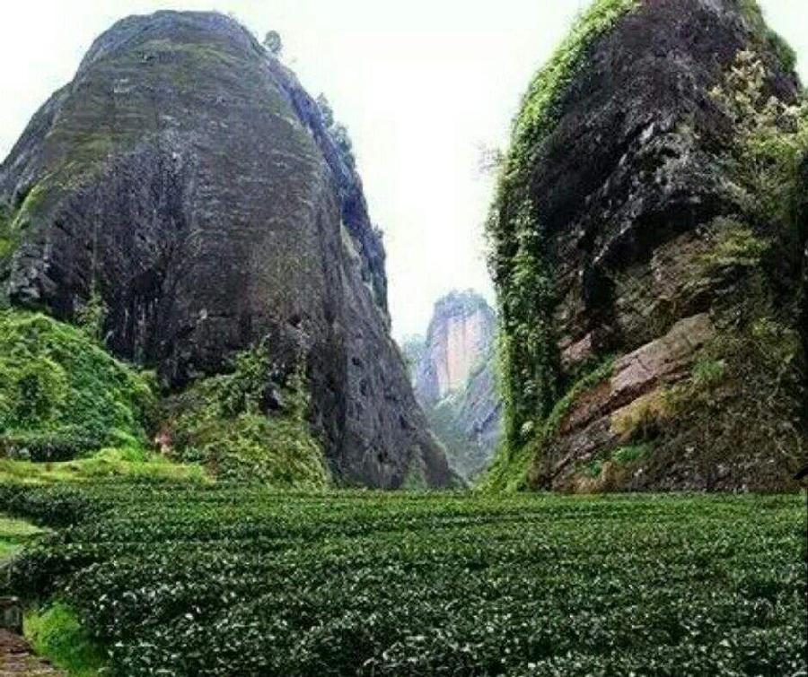 七律-武夷岩茶颂 诗 || 吕志学（图6）