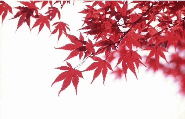 【枫雅汇看图约诗】诗人陈江《170期》（风景这边独好～～游西峡老界岭）（图11）