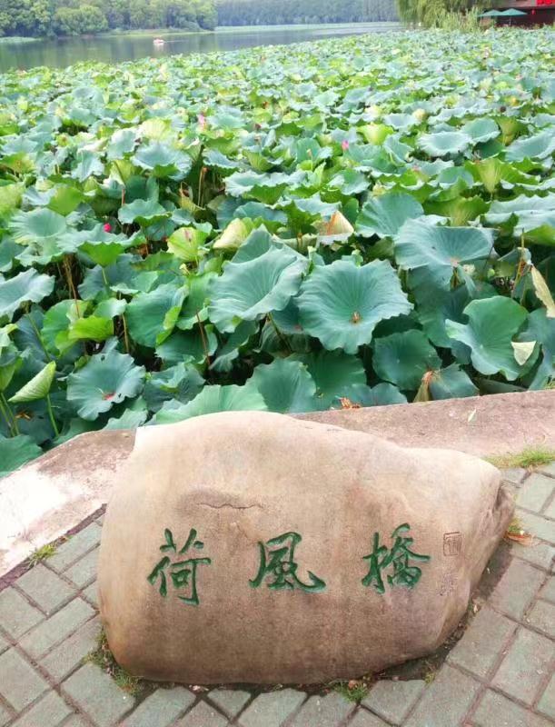 初秋（外三首）作者:陈锦锋（湖北黄梅）【冰心文化传媒】（图6）