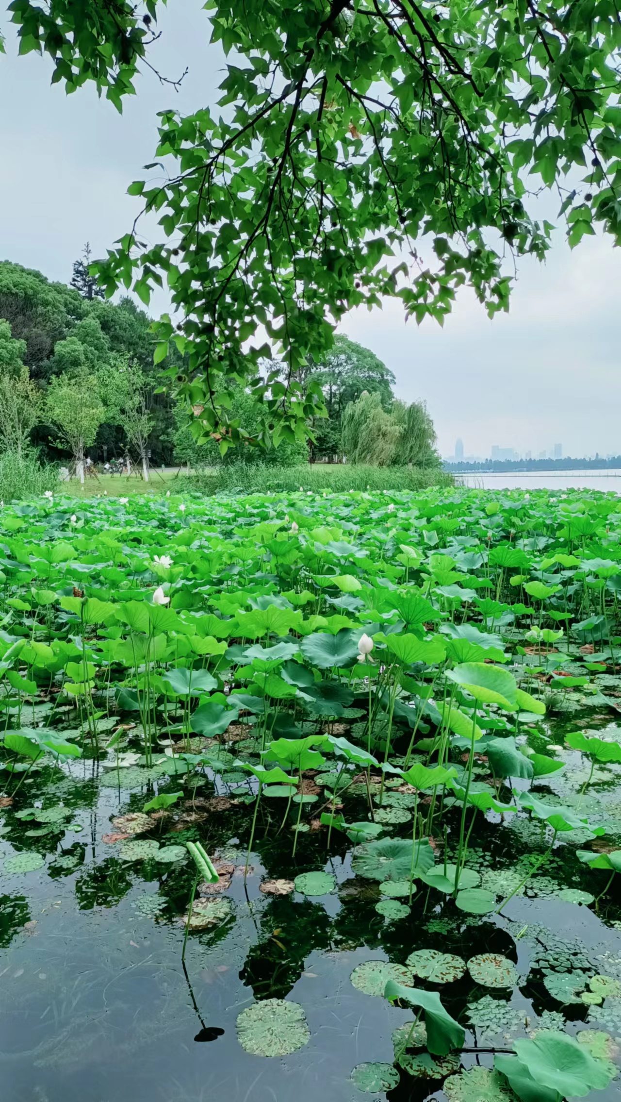 初秋（外三首）作者:陈锦锋（湖北黄梅）【冰心文化传媒】（图14）