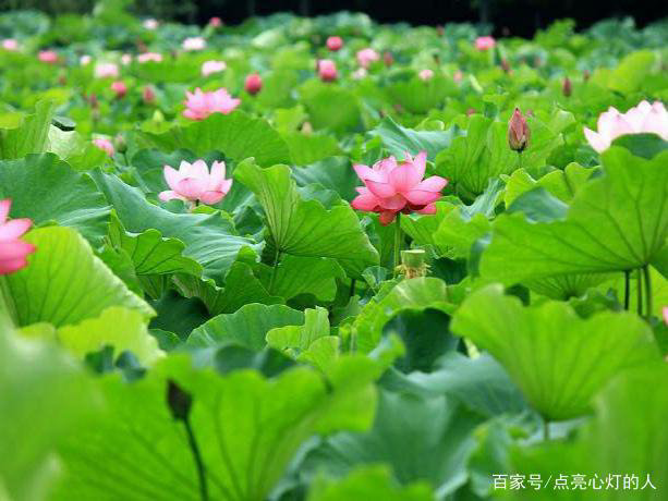 文盅诗歌《最美时光》主播：傲雪红梅 编辑：小鱼儿 【北疆头条】（第268期）（图2）