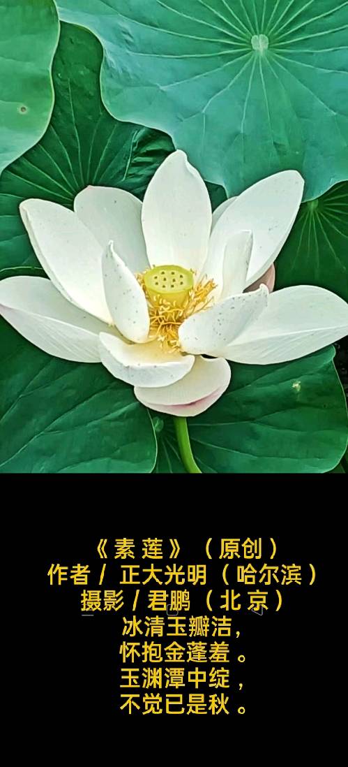 校园诗刊专栏‖题图诗三首 作者/正大光明（哈尔滨）摄影/君鹏（北京）（图2）