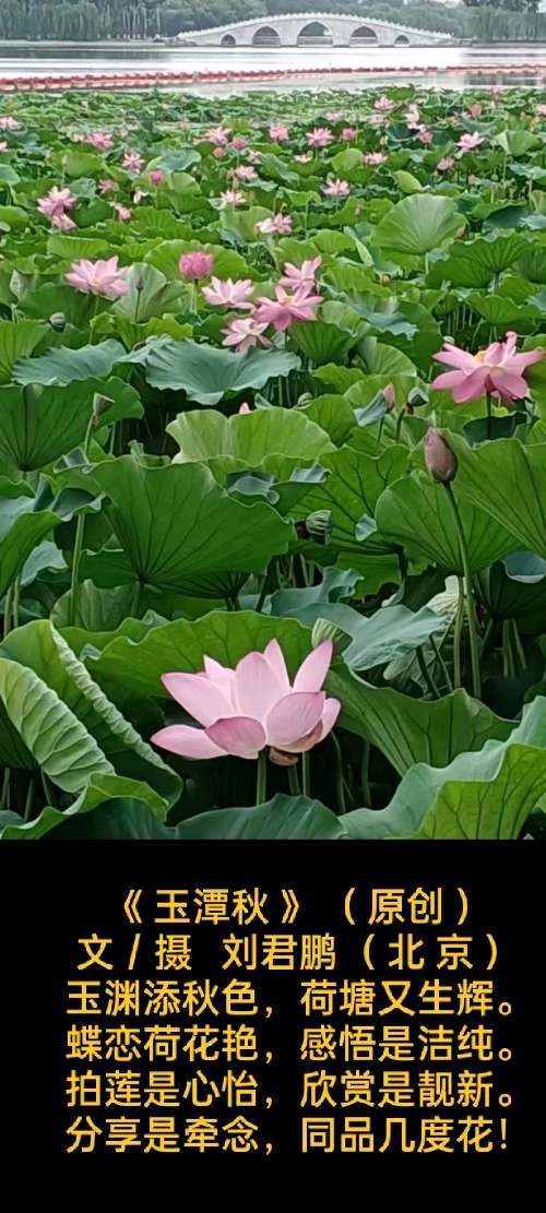校园诗刊专栏‖题图诗三首 作者/正大光明（哈尔滨）摄影/君鹏（北京）（图13）