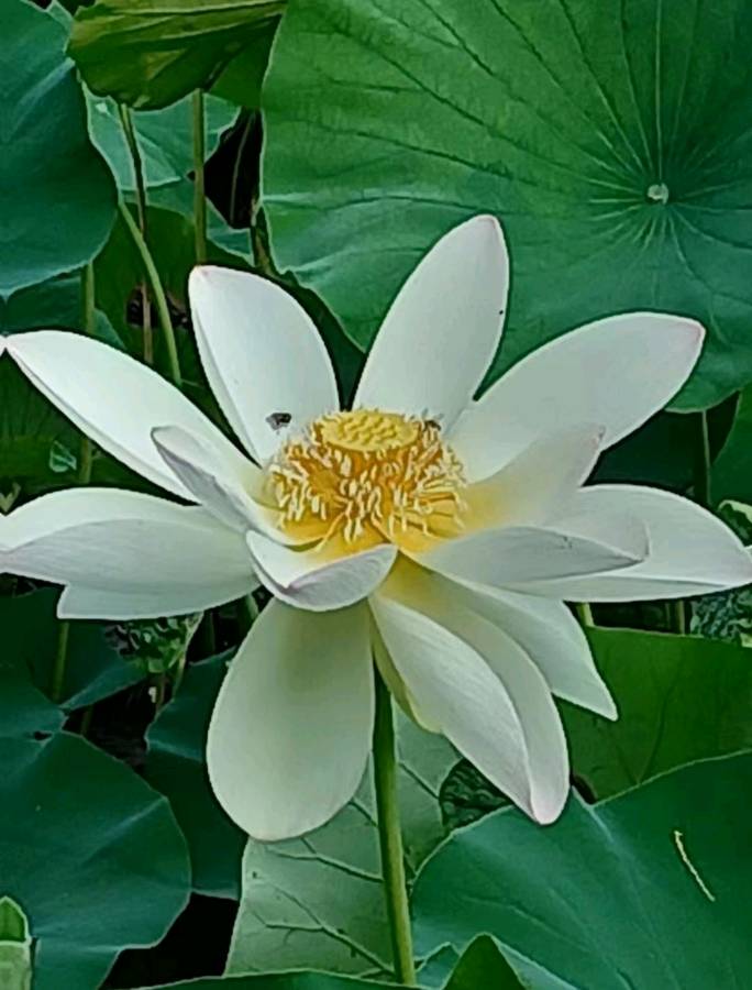 校园诗刊专栏‖题图诗三首 作者/正大光明（哈尔滨）摄影/君鹏（北京）（图6）