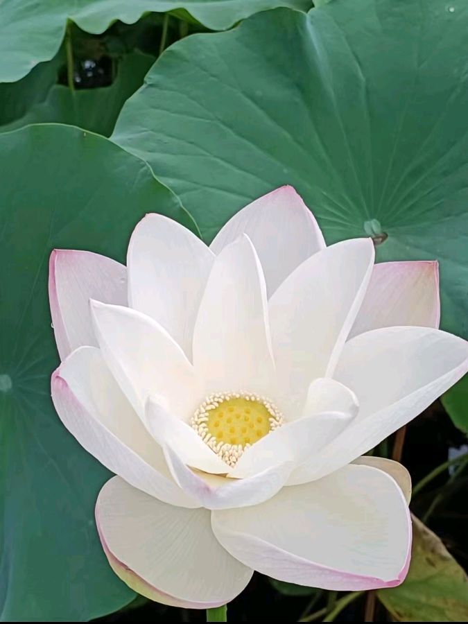 校园诗刊专栏‖题图诗三首 作者/正大光明（哈尔滨）摄影/君鹏（北京）（图7）