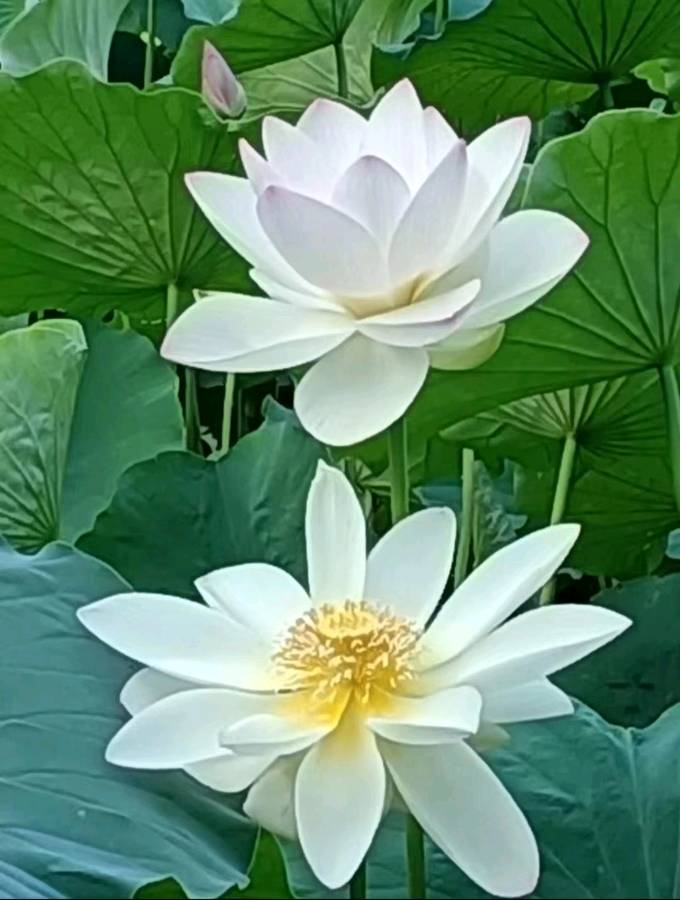 校园诗刊专栏‖题图诗三首 作者/正大光明（哈尔滨）摄影/君鹏（北京）（图4）