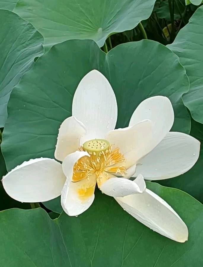 校园诗刊专栏‖题图诗三首 作者/正大光明（哈尔滨）摄影/君鹏（北京）（图3）