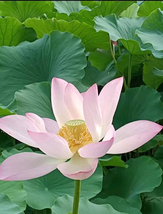 校园诗刊专栏‖题图诗三首 作者/正大光明（哈尔滨）摄影/君鹏（北京）（图8）