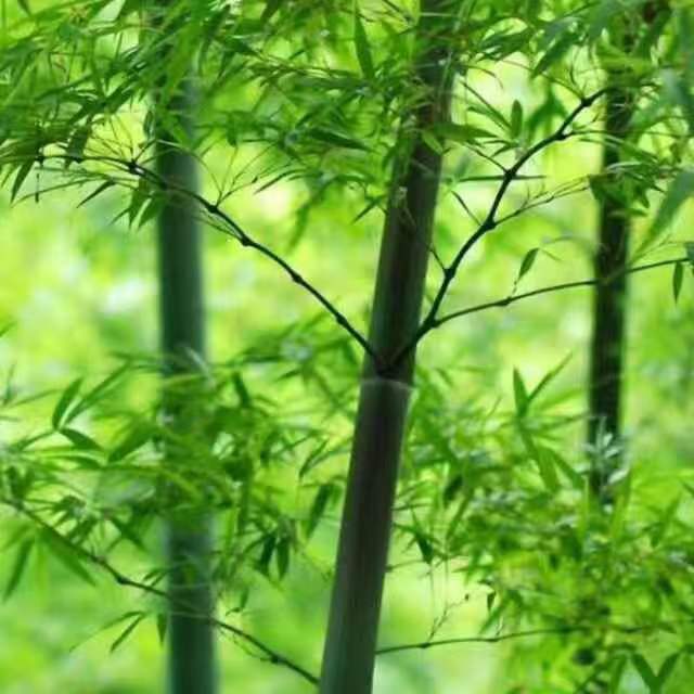 国风上海社第九期诗刊—北京头条（图4）