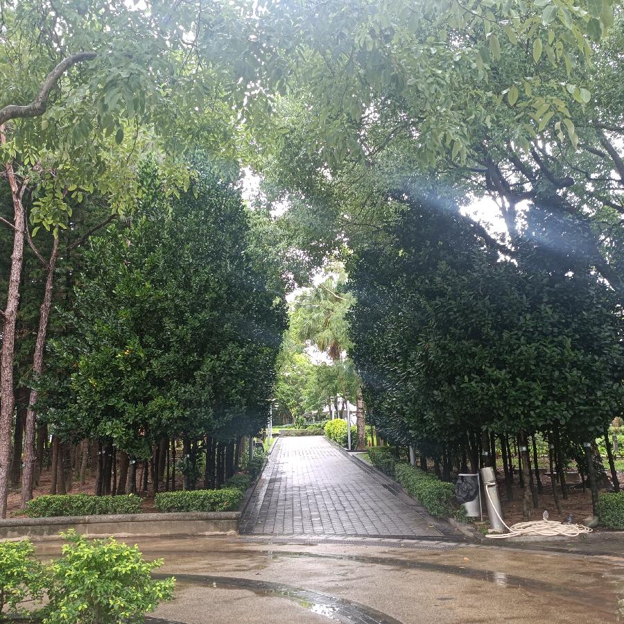 维多利亚公园（图46）