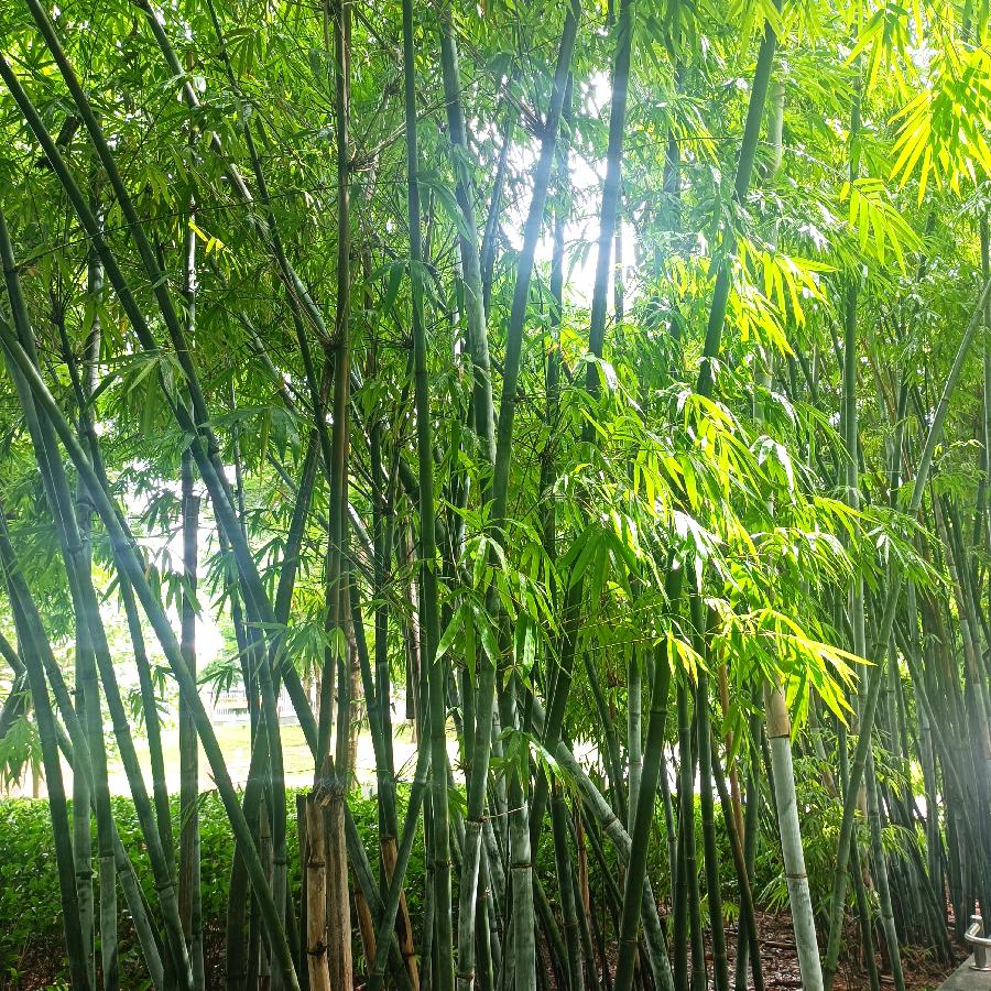维多利亚公园（图59）