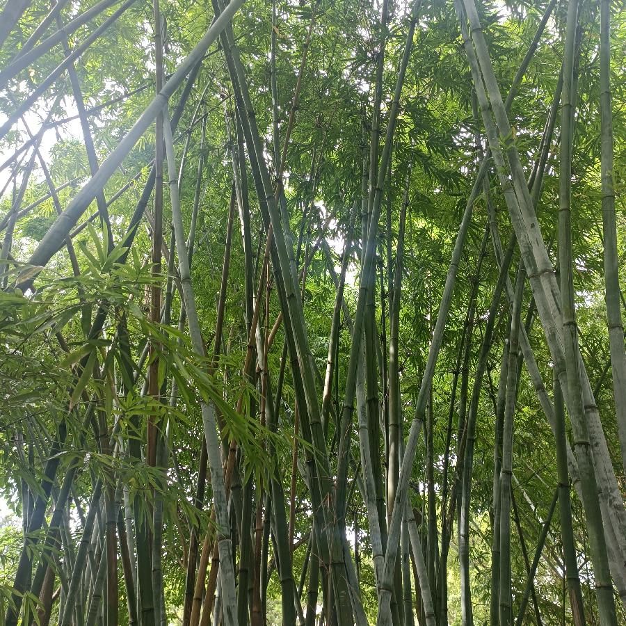 维多利亚公园（图61）