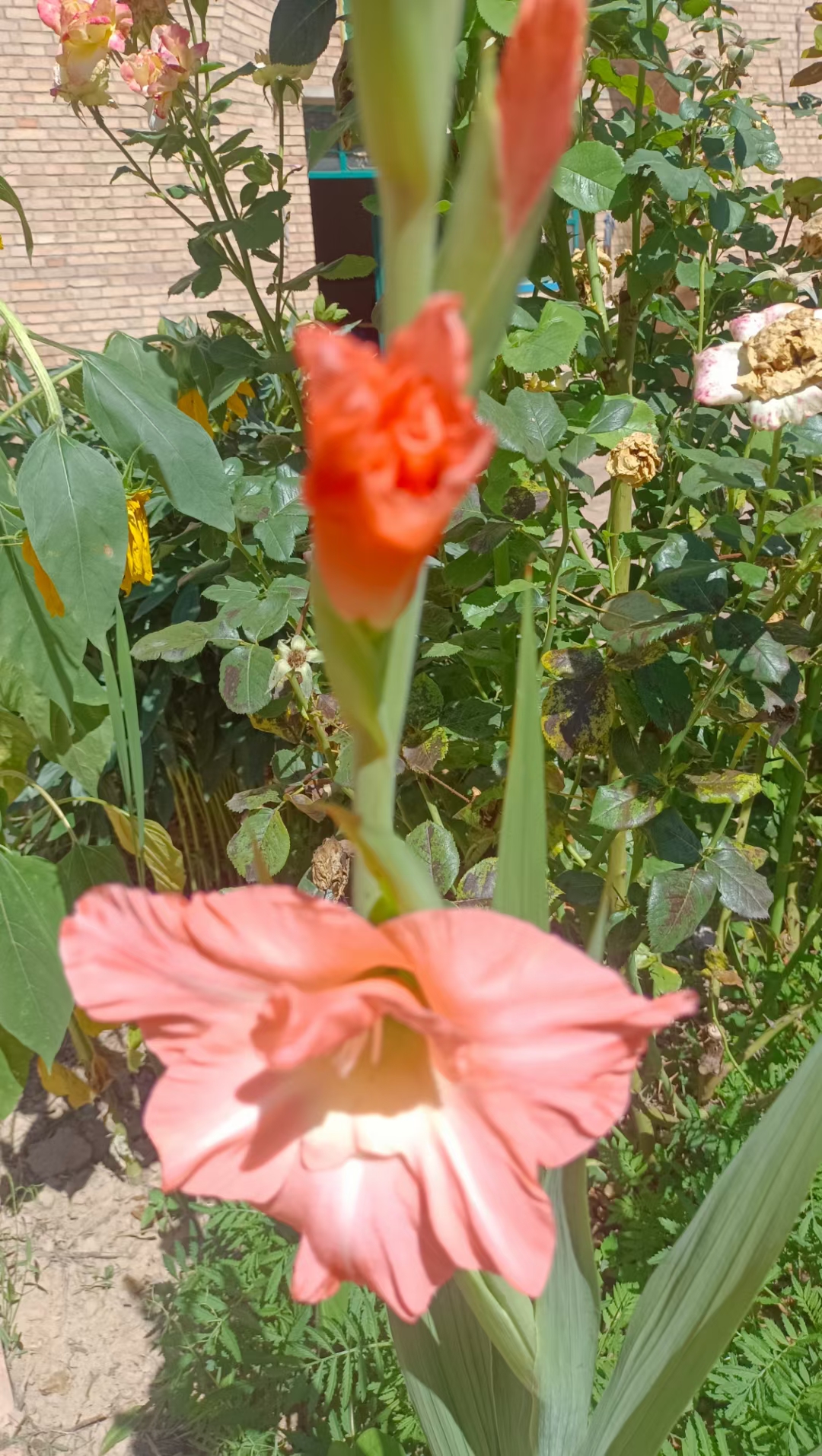 〔诗歌小辑〕红叶（甘肃庆阳）【冰心文化传媒】（图18）