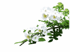 【神都诗社】第027期《栀子花》（图7）