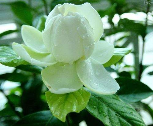 【神都诗社】第027期《栀子花》（图8）