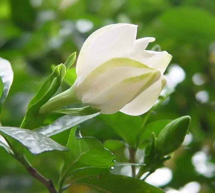 【神都诗社】第027期《栀子花》（图20）